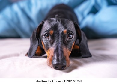 1,282 Sad Sausage Images, Stock Photos & Vectors | Shutterstock