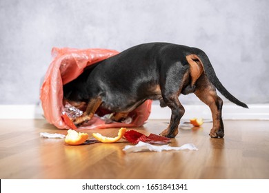 Cute Dachshund Dog, Black And Tan,  Pushed And Climbed Into The Garbage Can At Home. Naughty Puppy. 