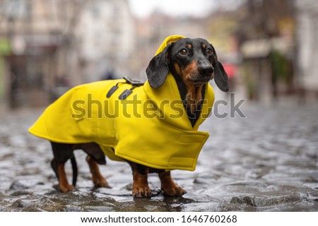 cute dachshund dog, black and tan, dressed in a yellow rain coat stands in a puddle on a city street