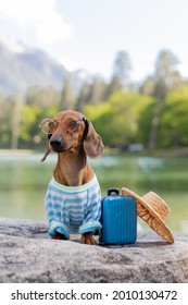 cute dachshund dog on a trip. a dachshund dog in sunglasses, a straw hat and summer clothes is sitting near the water with a suitcase on the sea. holidays with pets. High quality photo