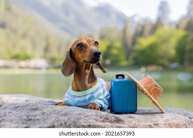cute dachshund dog on a trip. a dachshund dog in sunglasses, a straw hat and summer clothes is sitting near the water with a suitcase on the sea. holidays with pets.