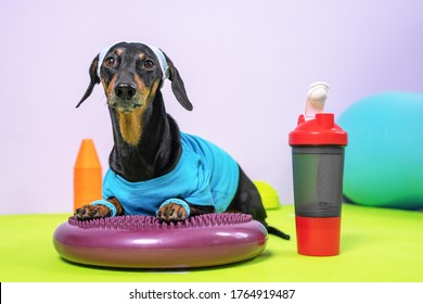 Cute Dachshund Dog In Sports Uniform With Soft Hair Band On Head To Protect Face From Sweat Lies On Silicone Balancing Disk And Is Going To Do Fitness, Red Plastic Bottle Of Water Is Nearby