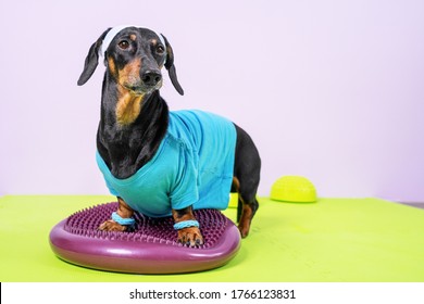 Cute dachshund dog in sports uniform with soft hair band on head to protect face from sweat stand on balance pad and is going to do fitness