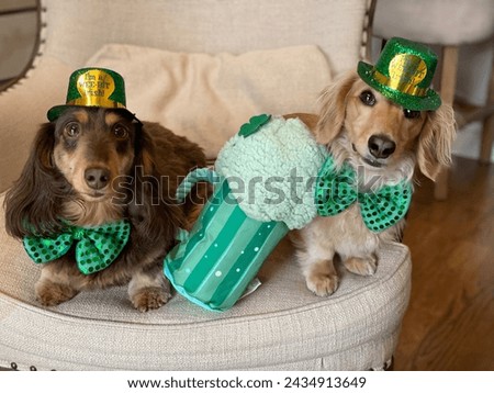 cute dachshund dogs dressed up in wee little green hats and sparkling green bow ties smiling and ready to celebrate and cheers to luck with a green beer in different poses light colored background