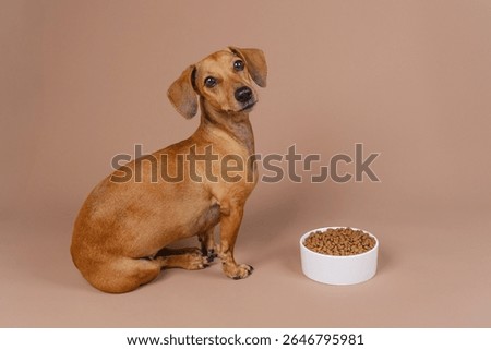 Cute dachshund glancing back while seated beside bowl of food on beige background ideal for loyalty or diet-conscious pet themes