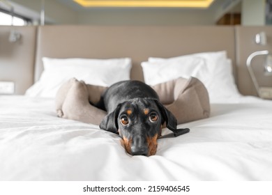 Cute dachshund pet lies in dog bed at dog-friendly hotel looking at camera. Black domestic friend relaxes in room on vacation close view - Shutterstock ID 2159406545