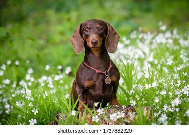 Cute dachshund portraits on green natural background