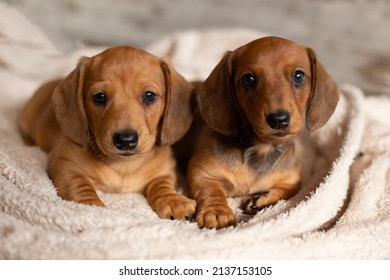 Cute dachshund puppies looking at the camera on a light background. - Shutterstock ID 2137153105
