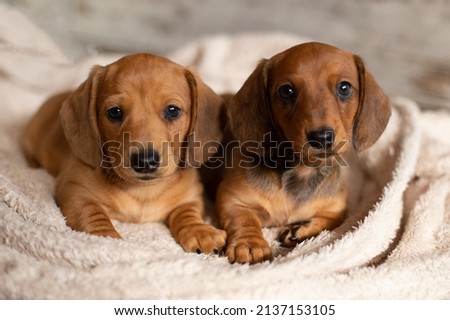 Cute dachshund puppies looking at the camera on a light background.