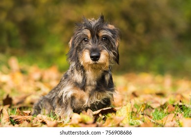 Cute dachshund puppy sitting in colorful autumn leaves