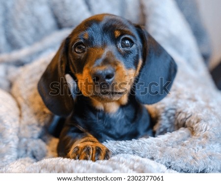 Cute dachshund puppy snuggling in blanket