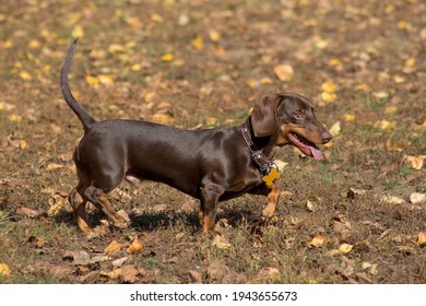 Cute dachshund puppy is walking in the autumn park. Wiener dog or sausage dog. Pet animals. Purebred dog.