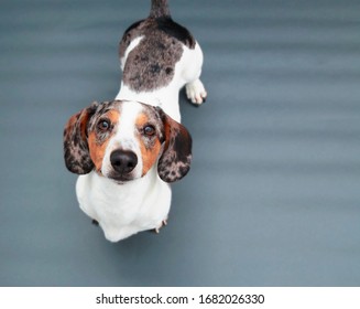 Cute Dachshund Puppy, White And Piebald On Plain Background Looking At Camera.