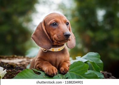 cute dachshunds puppy with nature background - Shutterstock ID 1188204901