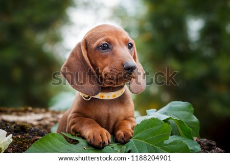 cute dachshunds puppy with nature background