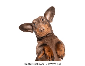 Lindo perro Dachsund con