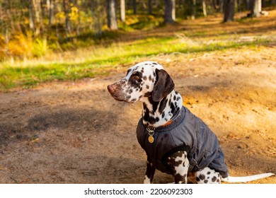Cute dalmatian in autumn forest. Dog sat in a grey raincoat in nature. Dog training. puppy in coat walking in the park. The concept of caring for pets. stylish pet clothes.dressed dogs - Shutterstock ID 2206092303