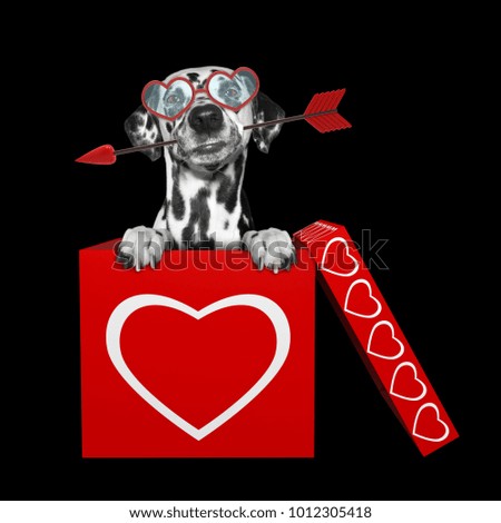 Cute dalmatian dog with arrow sitting in valentines box. Isolated on black background