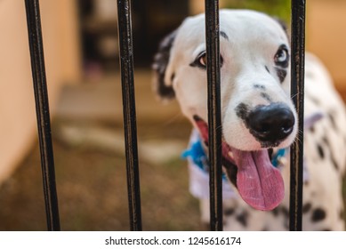 Cute Dalmatian Dog Behind Gate Bars