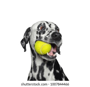 Cute dalmatian dog holding a yellow ball in the mouth. Isolated on white background - Powered by Shutterstock