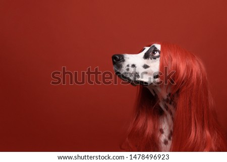 Cute dalmatian dog with red hair on red background. Fashionable conceptual pet portrait. Dog looks left. Copy space