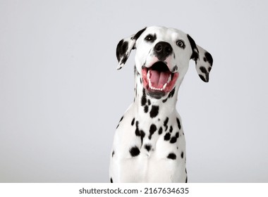 Escena de estudio de perros dalmatianos con fondo blanco