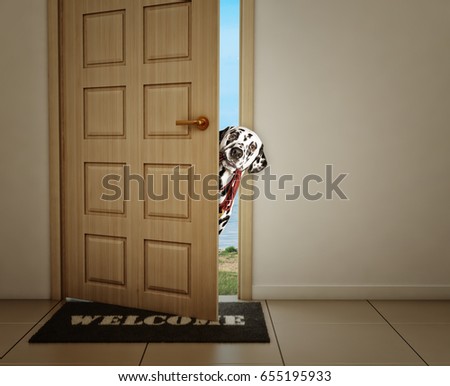 Cute dalmatian dog waiting near the door with leather leash, ready to go for a walk with his owner