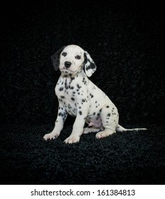 Cute Dalmation Puppy Sitting On A Black Background.