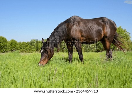 Cute dark bay Arabian horse eating in lush green spring pasture