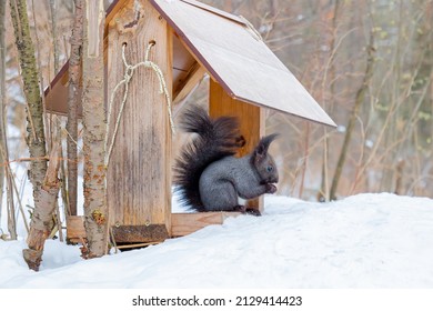 Cute dark gray squirrel sits on a wooden bird feeder and eats in winter forest