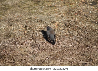 Cute Dark-eyed Junco Bird Back View, Junco Hyemalis