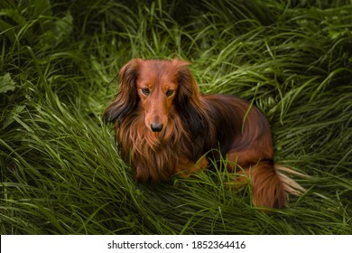 Cute Daschund In The Garden	