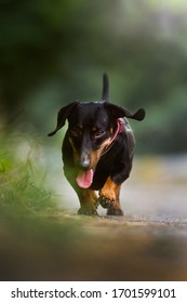 Cute Daschund In The Nature