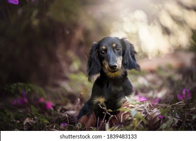 Cute Daschund Puppy Black And Tan