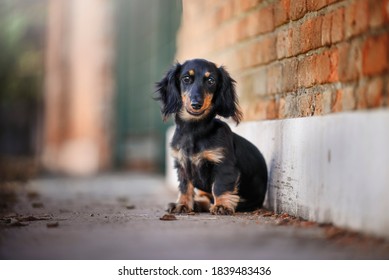 Cute Daschund Puppy Black And Tan