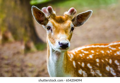 Cute Deer Fawn. Doe Head