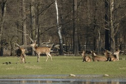 Cute Deer And Stags In The Spring Forest