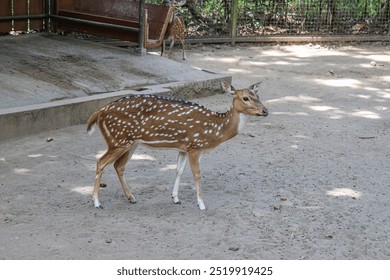 A cute deer is walking in the zoo - Powered by Shutterstock