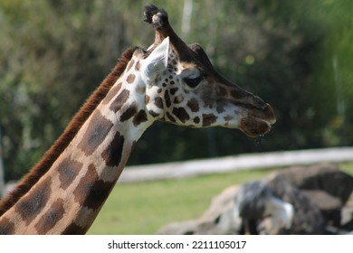 Cute Detailed Baringo Giraffe, Giraffa Camelopardalis