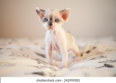 Cute Devon Rex Baby Kitten