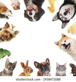 Pet Animal Collage HD Stock Images | Shutterstock