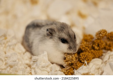 Cute Djungarian Hamster Eating Spray Millet In Cage