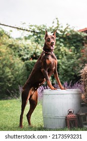 Cute Doberman Portrait In The Garden