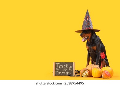 Cute Dobermann dog in witch hat with Halloween pumpkins and chalkboard sitting on yellow background - Powered by Shutterstock