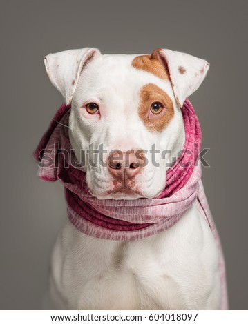 Similar – Image, Stock Photo Dog looking at the camera