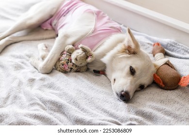 Cute dog after spaying sleeping on bed with favourite toy. Post-operative Care. Adorable white doggy in special suit bandage recovering after surgery. Pet sterilization concept