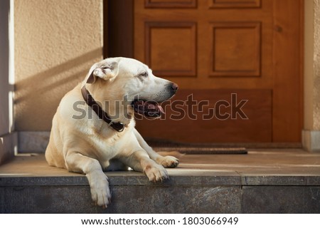 Cute dog against door. Old labrador retriver resting in front of house.