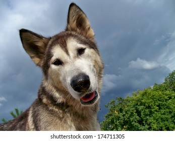 Cute Dog Alaskan Malamute Bonita Turned Her Head