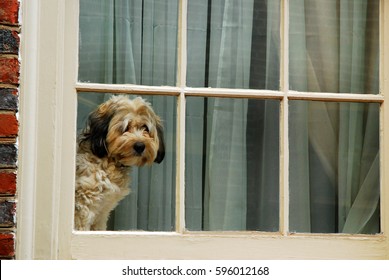 A cute dog alone in the house sits in the window waiting and watching for his family to come home