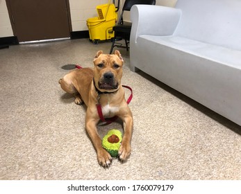 Cute Dog With A Avocado Toy